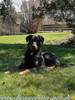 beauceron-net.de