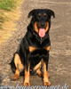 beauceron-net.de