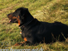 beauceron-net.de