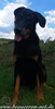 beauceron-net.de