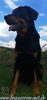 beauceron-net.de