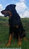 beauceron-net.de