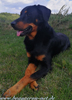 beauceron-net.de