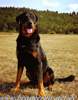 beauceron-net.de