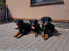 beauceron-net.de