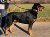 beauceron-net.de