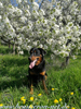 beauceron-net.de