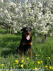 beauceron-net.de