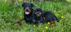 beauceron-net.de