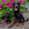 beauceron-net.de