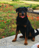 beauceron-net.de