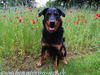 beauceron-net.de