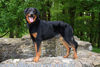 beauceron-net.de