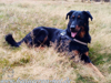 beauceron-net.de