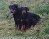 beauceron-net.de