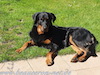 beauceron-net.de