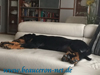 beauceron-net.de