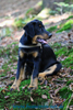 beauceron-net.de