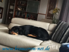 beauceron-net.de