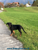 beauceron-net.de