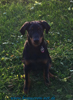 beauceron-net.de