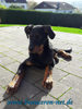 beauceron-net.de