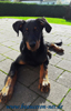 beauceron-net.de