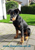 beauceron-net.de