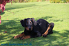 beauceron-net.de