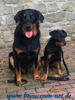 beauceron-net.de