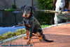 beauceron-net.de