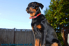 beauceron-net.de