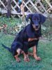 beauceron-net.de