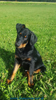 beauceron-net.de