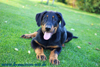 beauceron-net.de