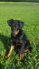 beauceron-net.de