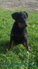 beauceron-net.de