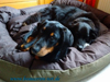 beauceron-net.de