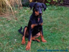 beauceron-net.de