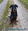 beauceron-net.de