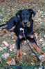 beauceron-net.de