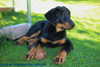 beauceron-net.de