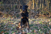 beauceron-net.de