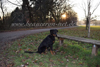 beauceron-net.de