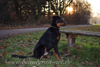 beauceron-net.de