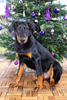 beauceron-net.de