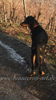 beauceron-net.de