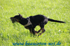 beauceron-net.de