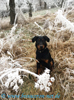 beauceron-net.de