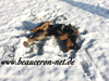 beauceron-net.de